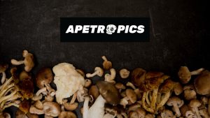 Read more about the article 7 Benefits of Adaptogens